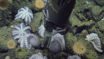 Media type: image;   Invertebrate Zoology 153105 Description: live specimen;